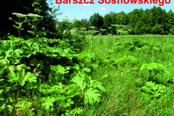 barszcz