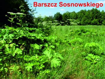 barszcz