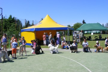 festiwalpsow