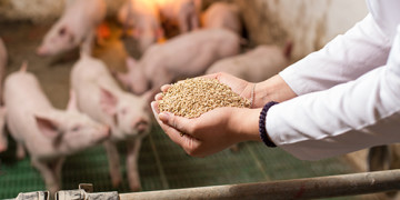 Veterinarian holding dry food in granules in hands and offering to piglets in stable