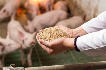 Veterinarian holding dry food in granules in hands and offering to piglets in stable