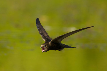 Common sift in flight