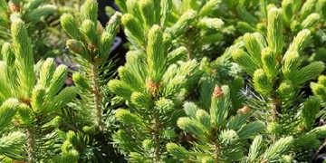 Young pine trees in a pots.