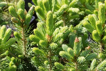 Young pine trees in a pots.