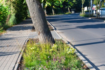 nasadzenia Pobiedziska 09.09.25-8312a