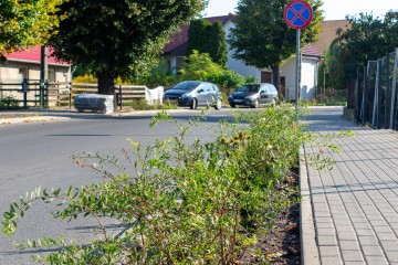 nasadzenia Pobiedziska 09.09.25-8329a