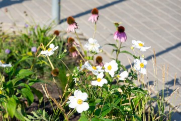 nasadzenia Pobiedziska 09.09.25-8331a