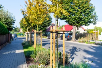 nasadzenia Pobiedziska 09.09.25-8335a