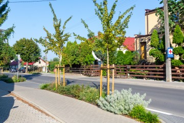 nasadzenia Pobiedziska 09.09.25-8342a