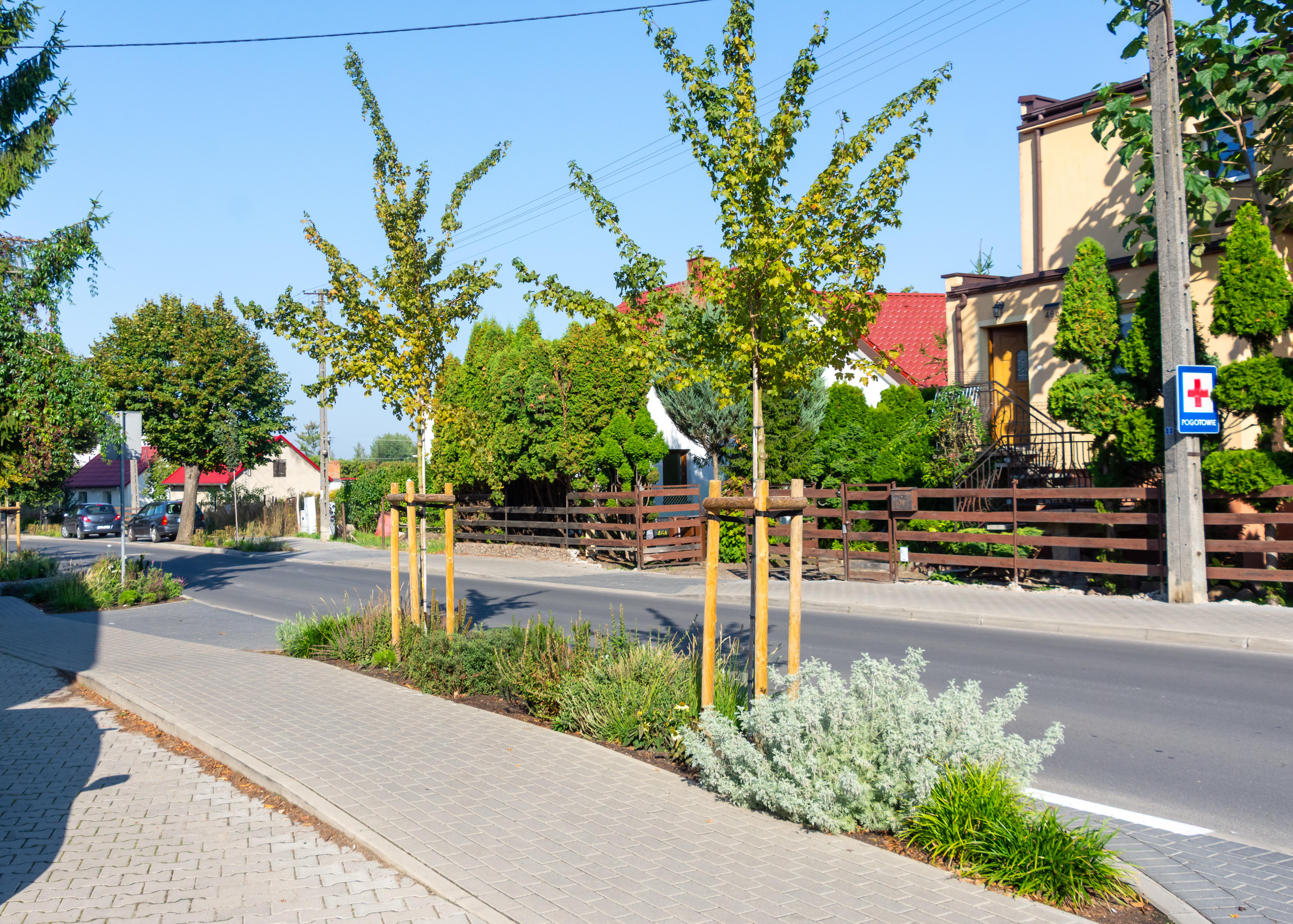 nasadzenia Pobiedziska 09.09.25-8342a