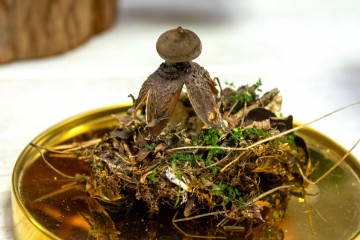 Regionalna Wystawa Grzybów-0929aa