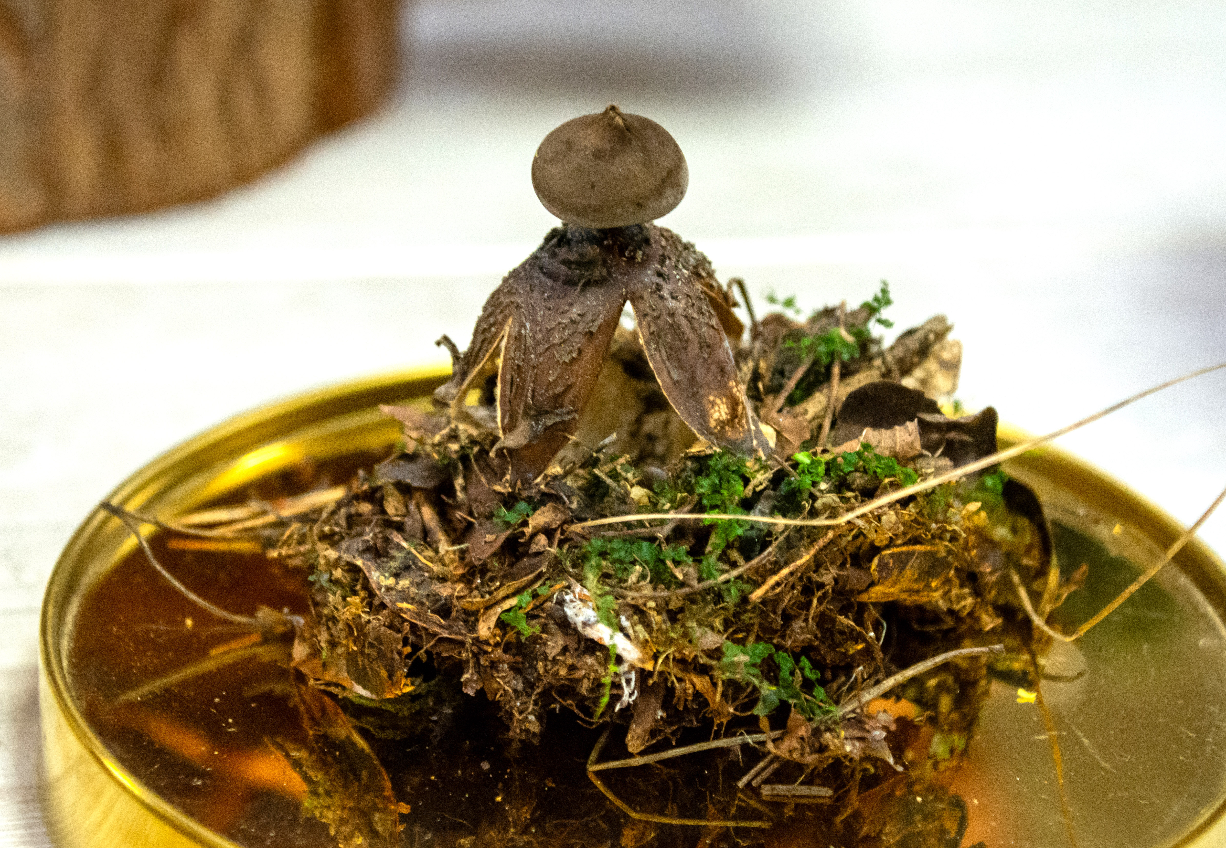 Regionalna Wystawa Grzybów-0929aa