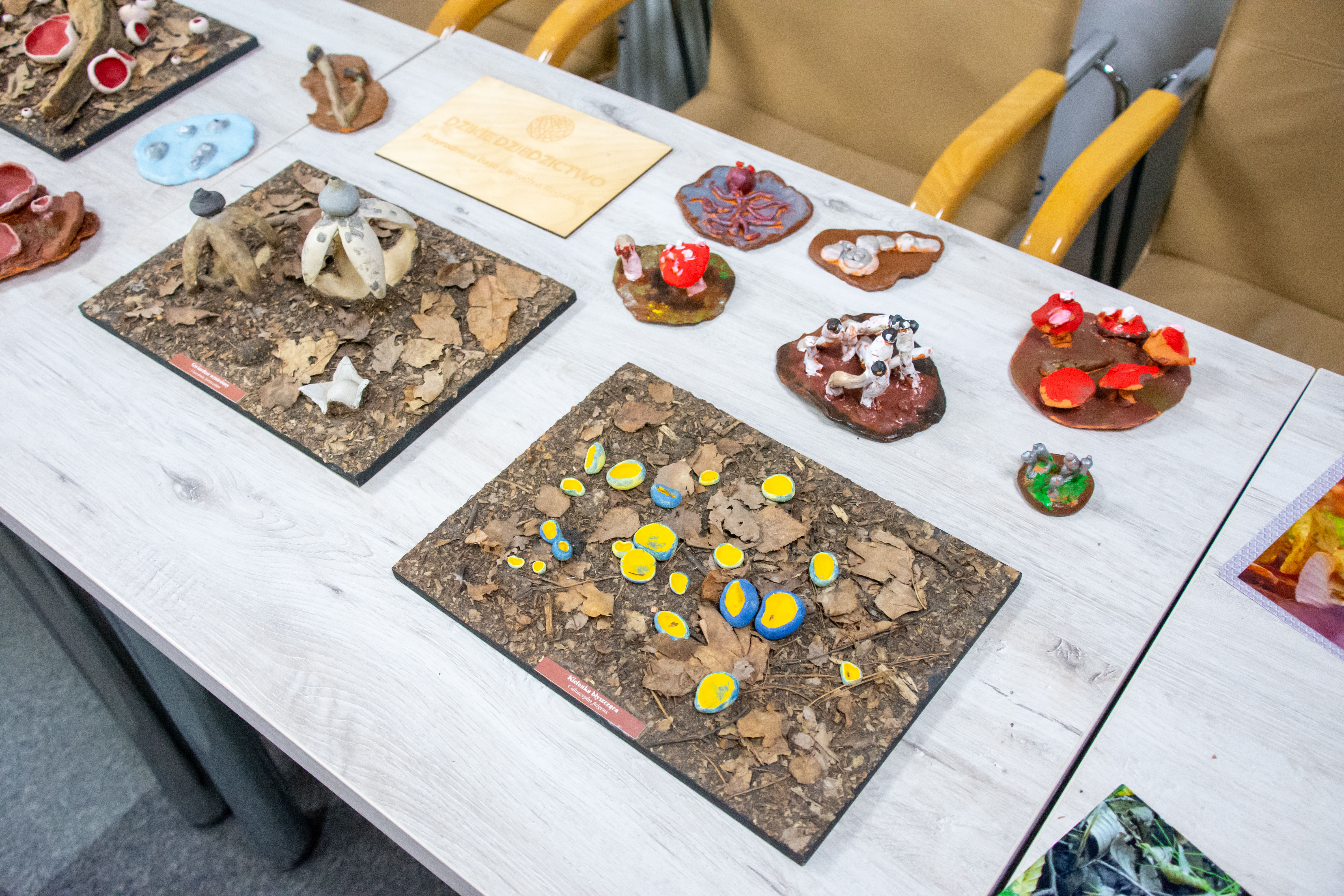 Regionalna Wystawa Grzybów-0930