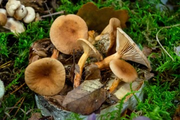 Regionalna Wystawa Grzybów-0956