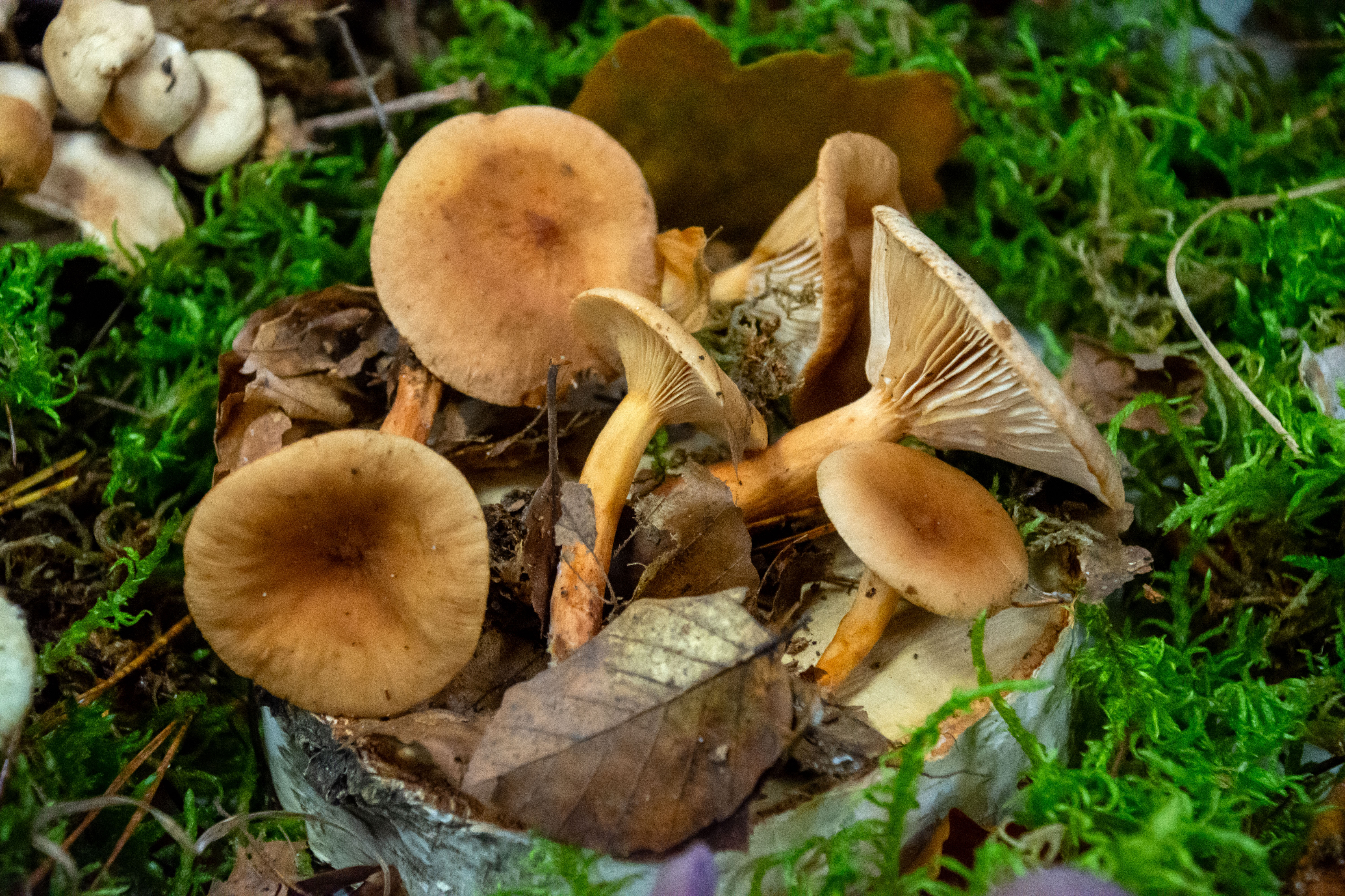 Regionalna Wystawa Grzybów-0956