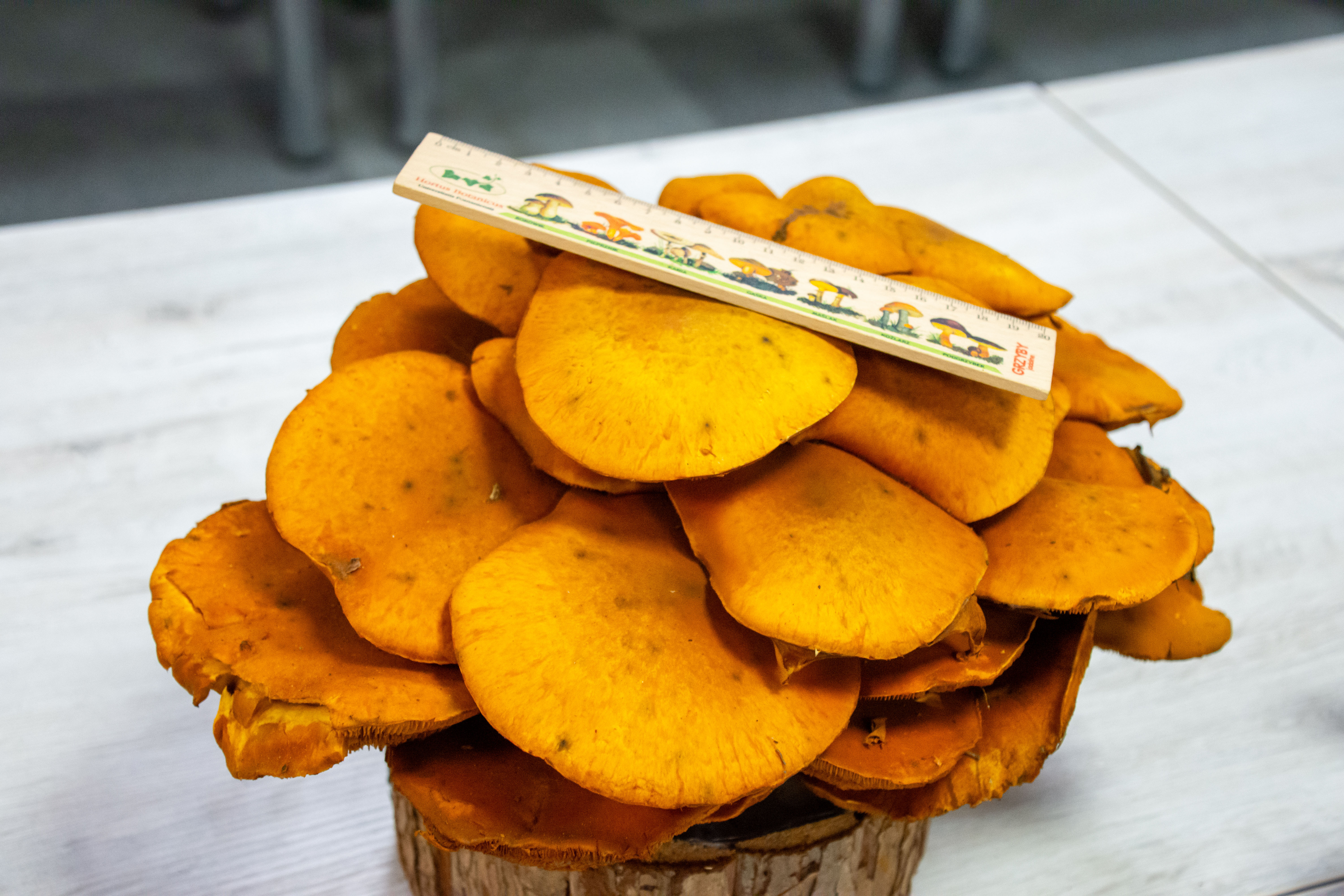 Regionalna Wystawa Grzybów-0961