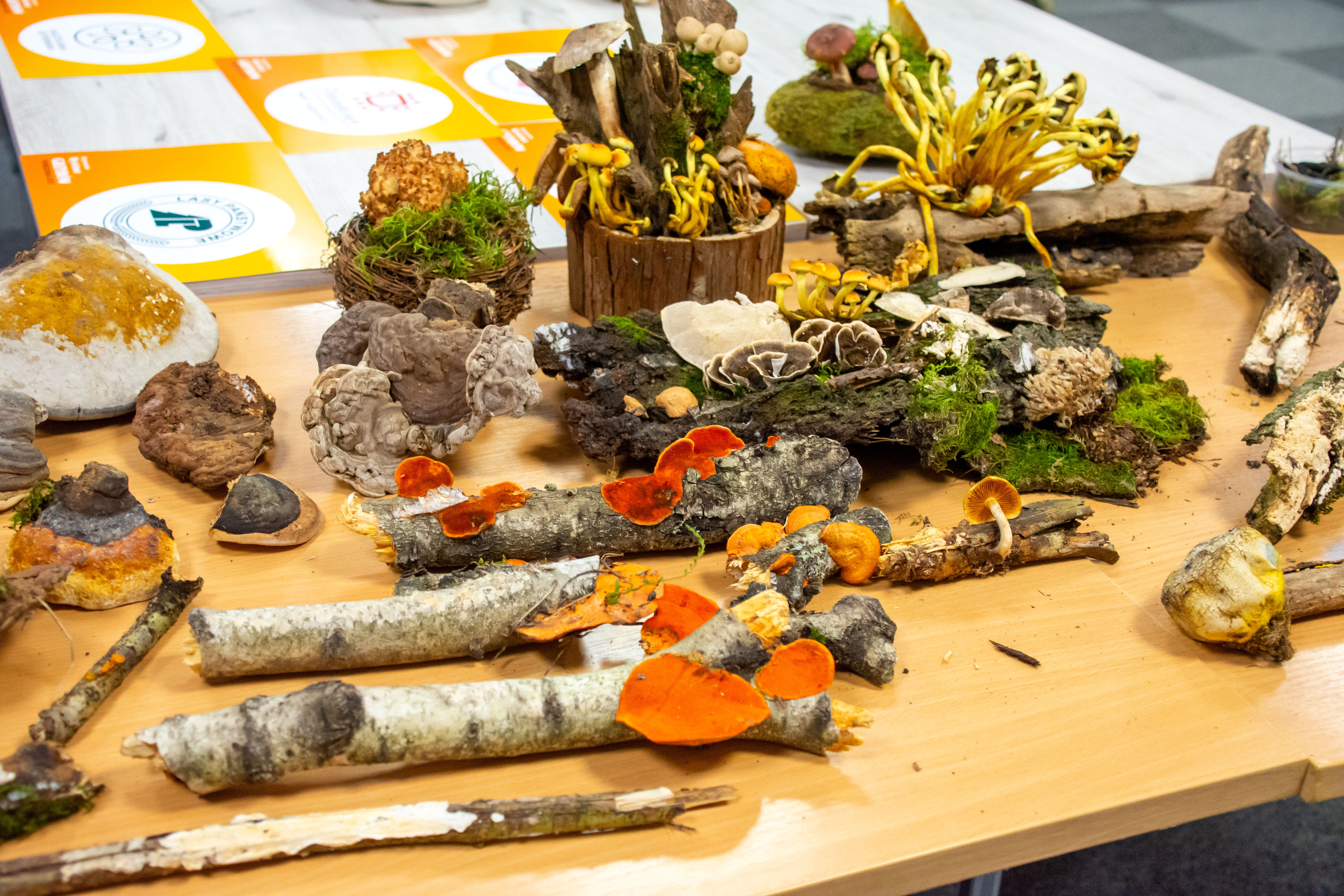 Regionalna Wystawa Grzybów-0972