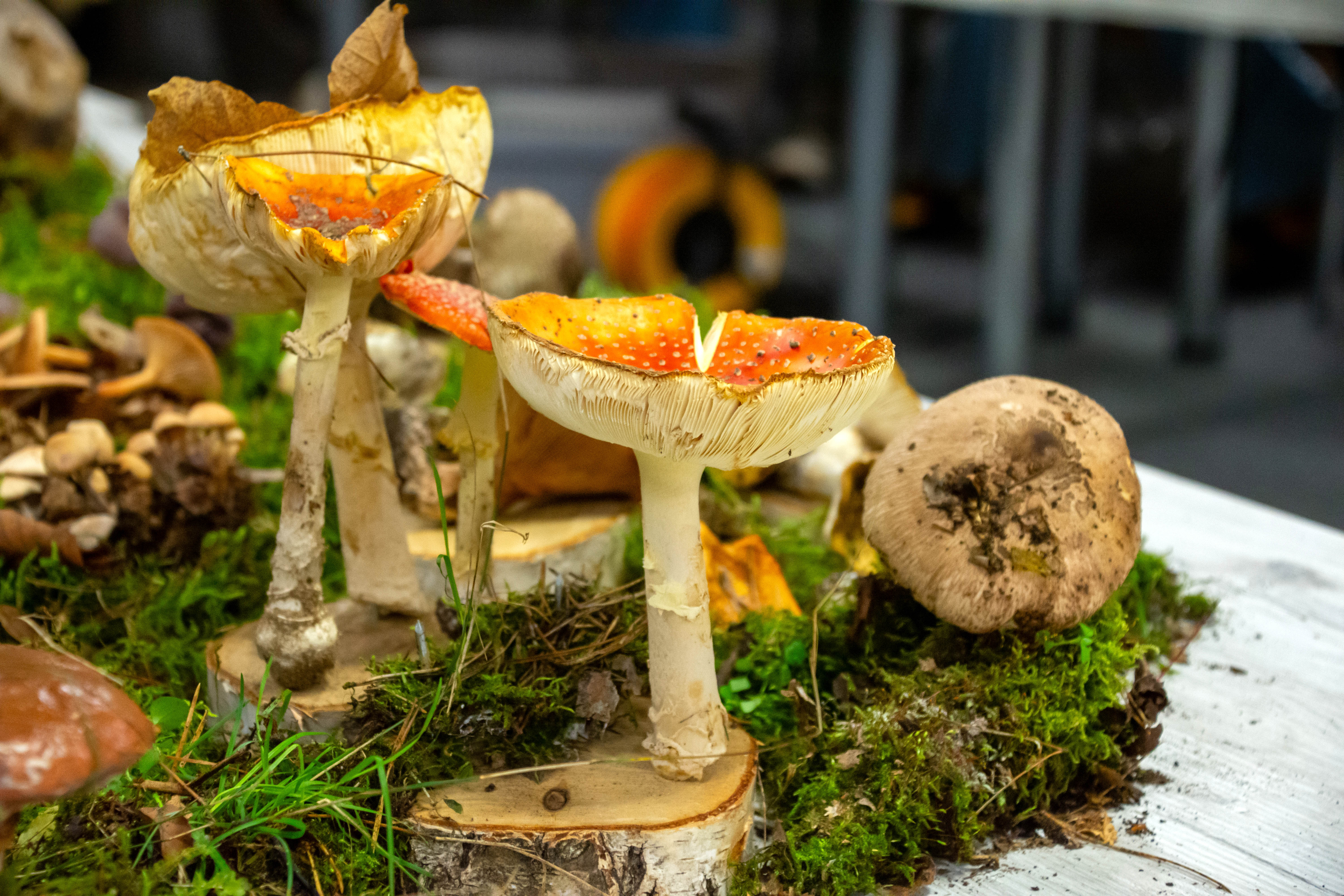 Regionalna Wystawa Grzybów-0991