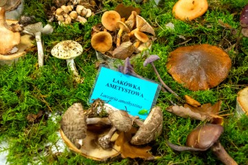 Regionalna Wystawa Grzybów-1109
