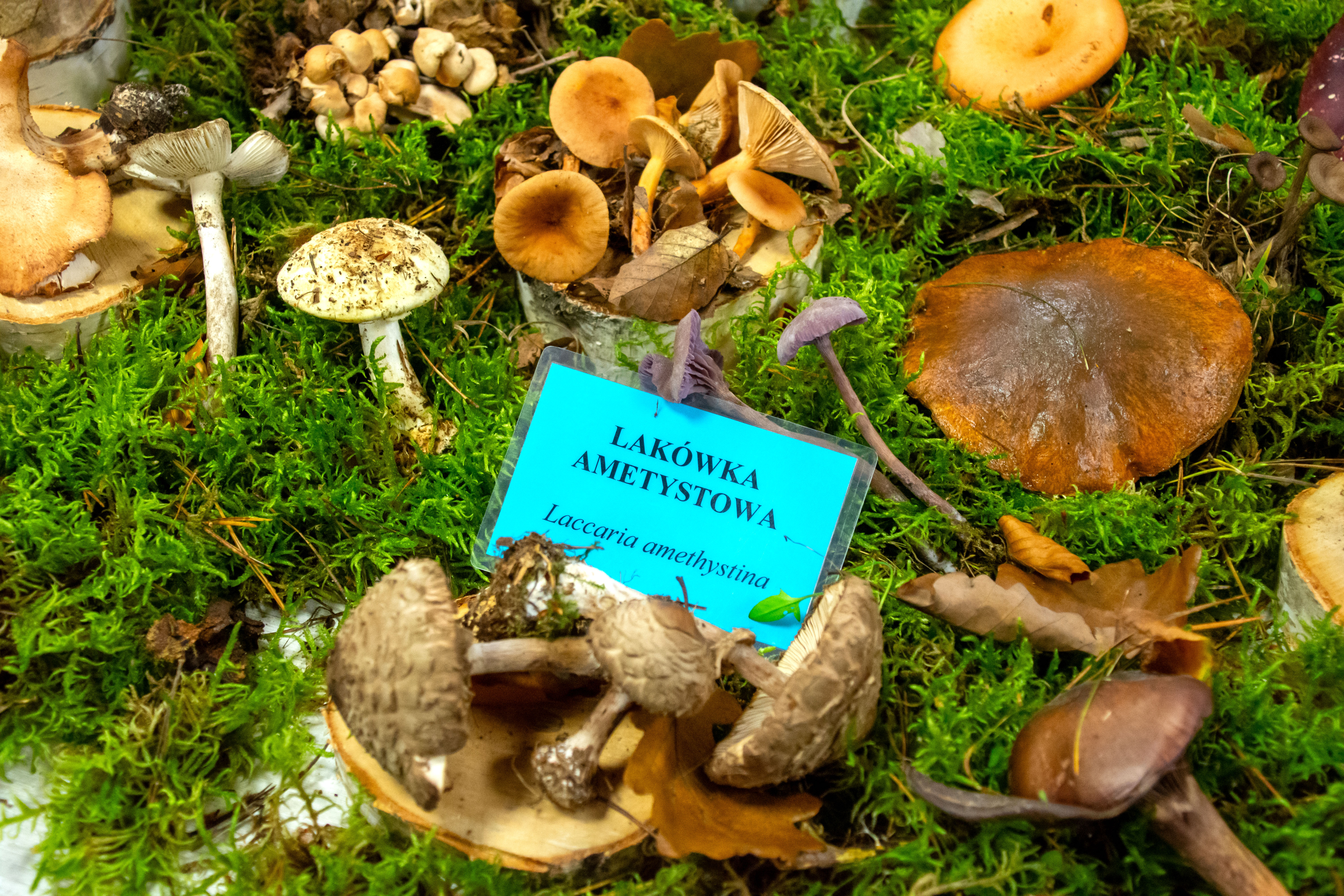 Regionalna Wystawa Grzybów-1109