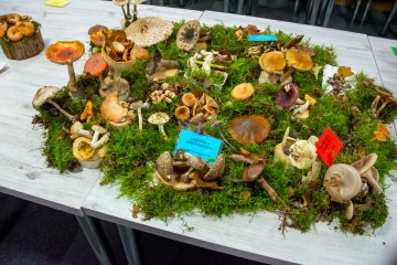 Regionalna Wystawa Grzybów-1110