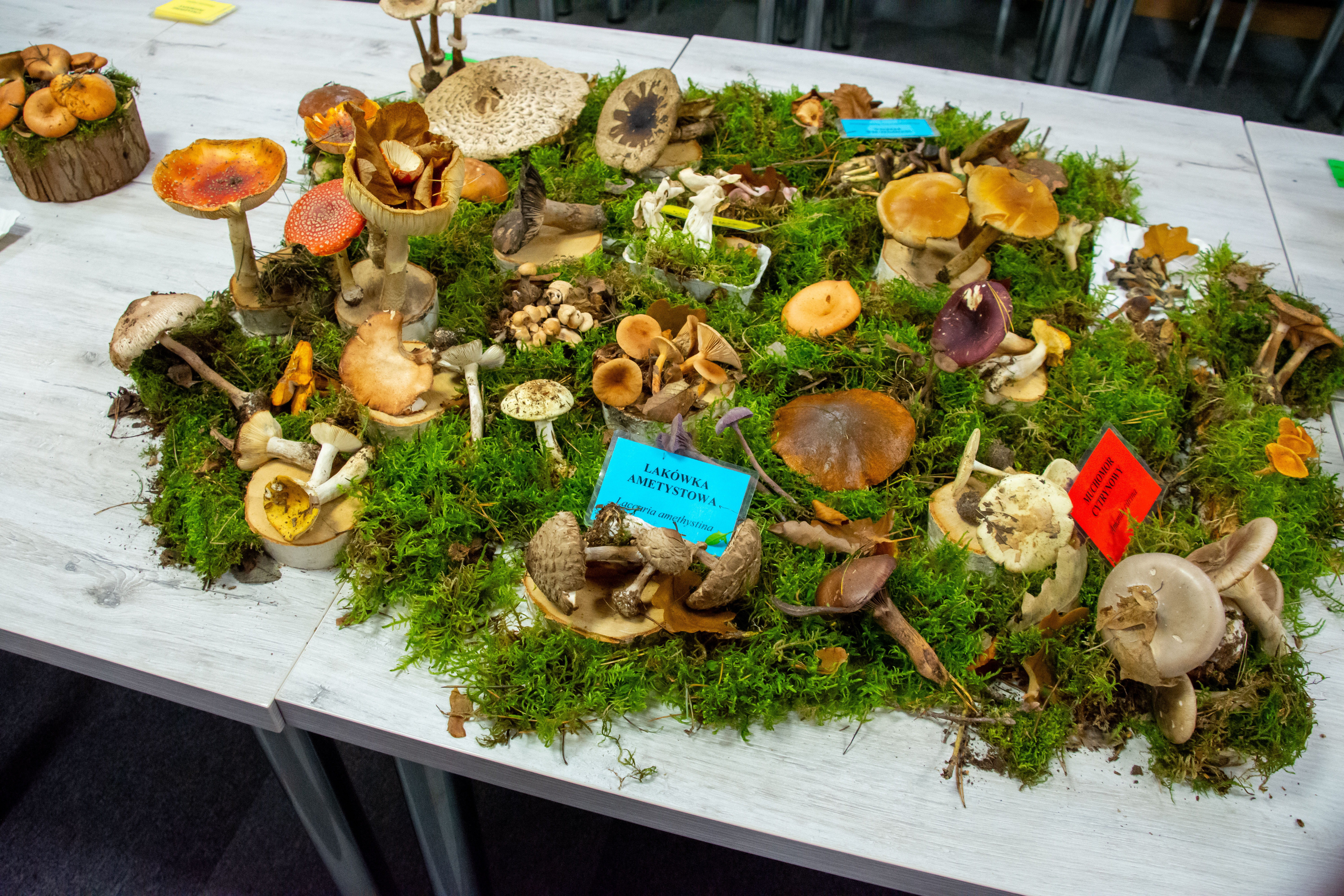 Regionalna Wystawa Grzybów-1110