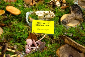 Regionalna Wystawa Grzybów-1114