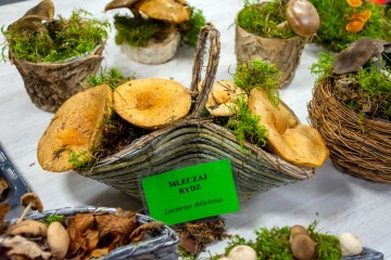 Regionalna Wystawa Grzybów-1121